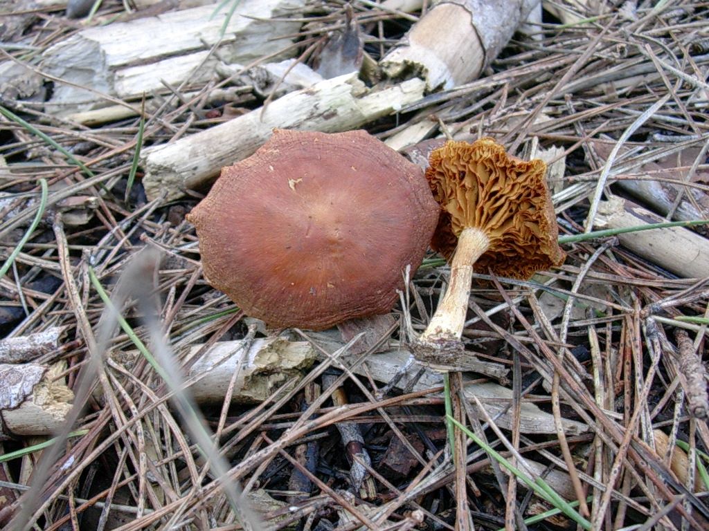 1869 Gennaio vecchio ritrovamento